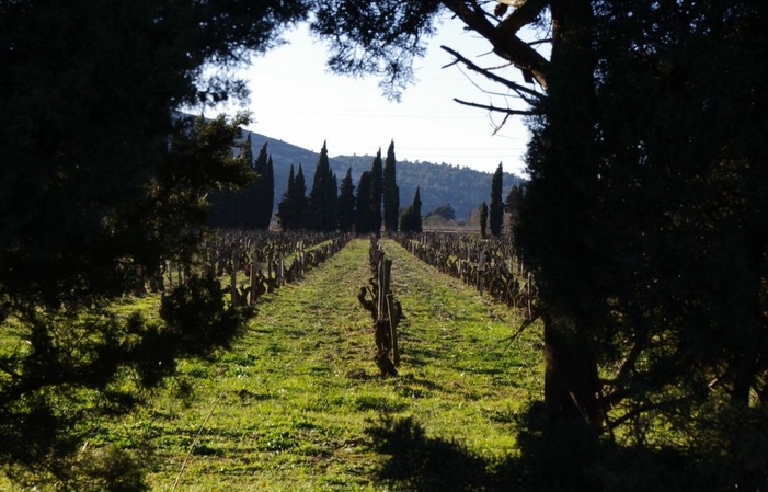 Visita y degustación en Château La Baronne 1,00 €