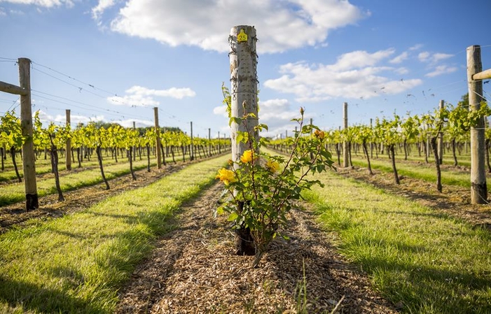 Visita y degustación -Jenkyn Place Vineyard 22,00 €