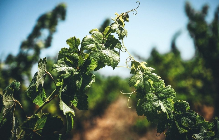 Visita y degustaciones en Domaine Cinq Peyres 1,00 €