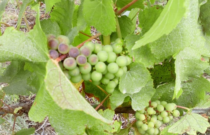 Visita de Chateau Vignobles Chéneau- Vinos Bretones 1,00 €