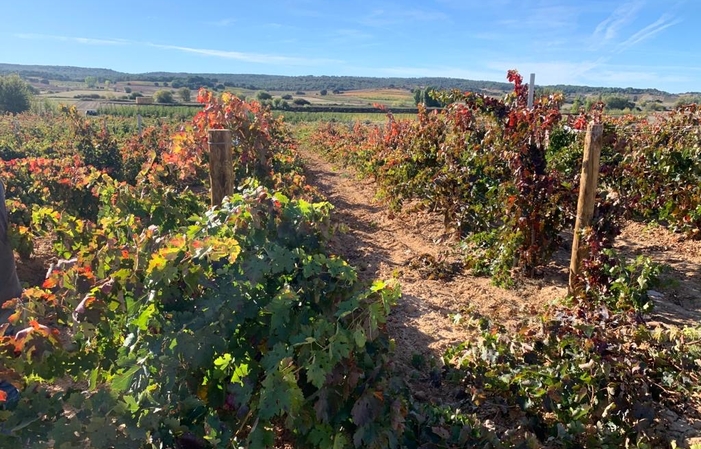 Visita y degustación en la bodega Pagos de Quintanas 1,00 €