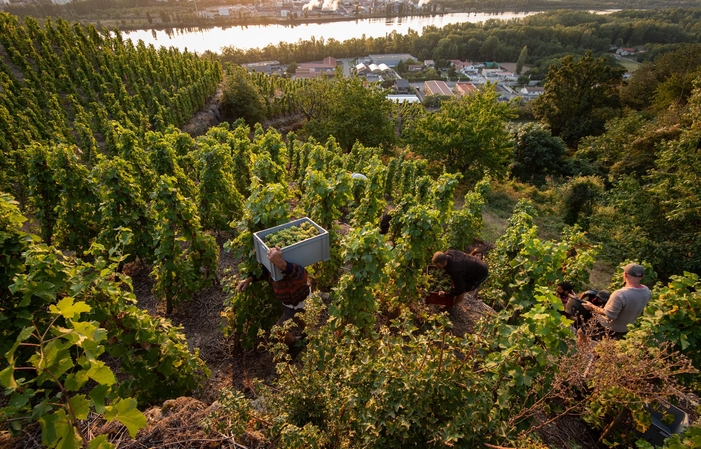 Visita y degustación en el Domaine du Monteillet 1,00 €