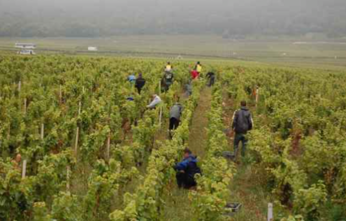 Visita y degustación en Domaine Philippe Charlopin 1,00 €