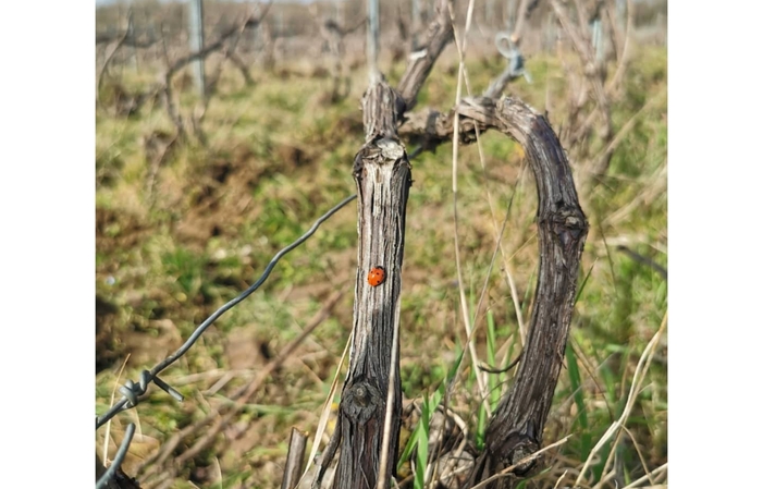 Visita y degustaciones de la finca de champán Regis poissinet 1,00 €