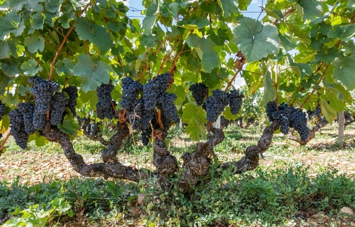 Visita y Degustación Mas Del Périé 1,00 €