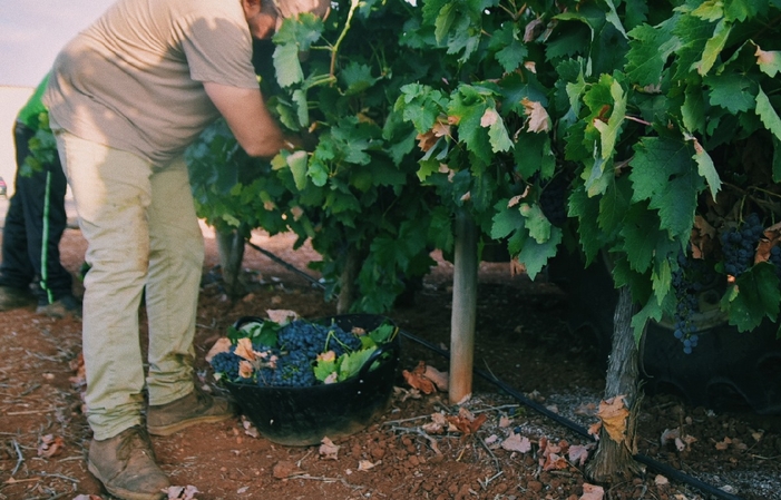 Visita Turística Bodegas Martínez Paiva 10,00 €