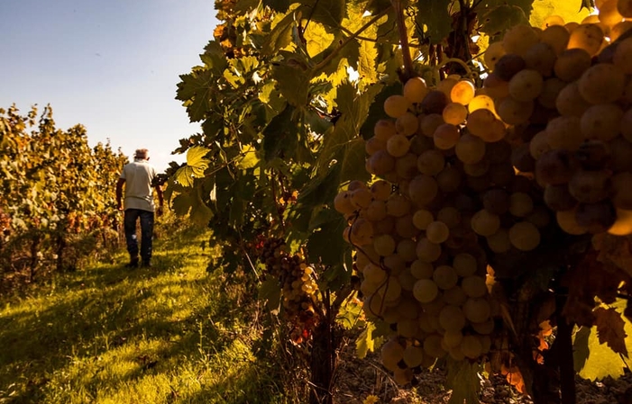 Visita y cata de vinos en Incontri, Vino Ecológico 1,00 €