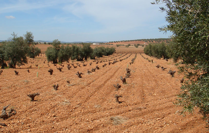 Visita Bodegas Aruspide 4,34 GBP