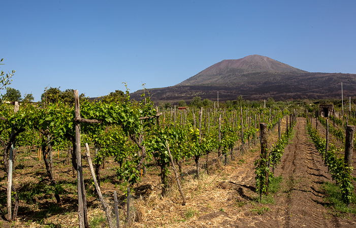 Cata de vinos orgánicos con almuerzo en el Monte Vesubio 28,00 €