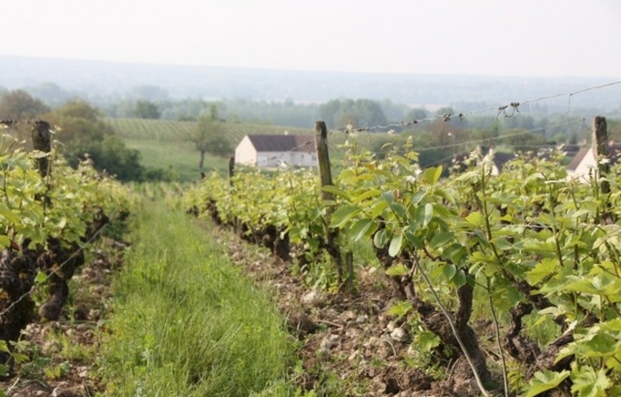 Visita y degustación en Domaine Mathieu Cosme 1,00 €