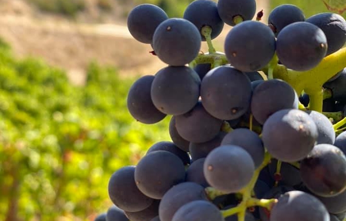 Visita y Degustación Du Domaine Du Tunnel 1,00 €