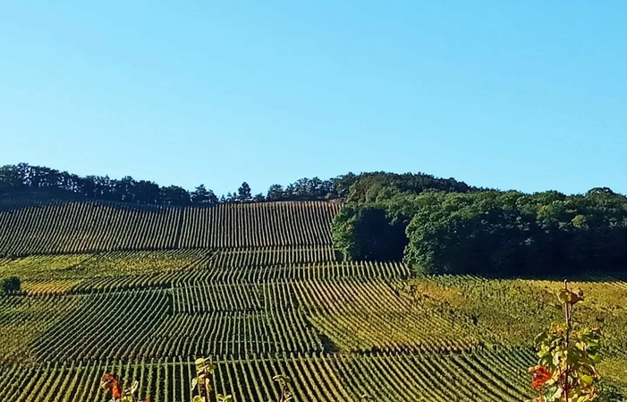 Visita y degustación en Domaine Greiner 1,00 €