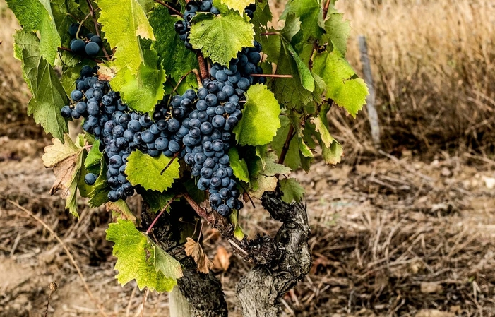 Visita y degustaciones Domaine de la Begude 1,00 €