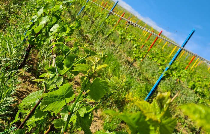 Visita y degustaciones en la Agriverde Cantine e Vigneti biologici dal 1991 1,00 €