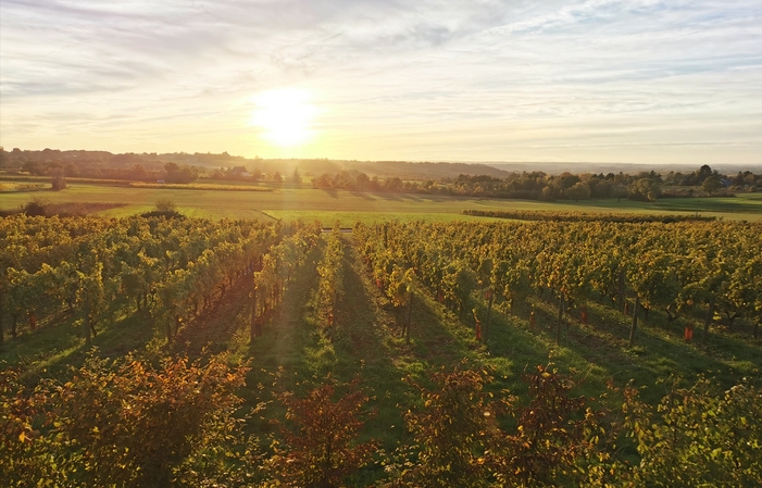 Visita y degustación: entre Savennières y Layon 9,00 €