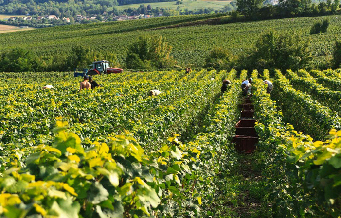 Visita y degustación en La Maison Champagne Gratiot Delugny 1,00 €