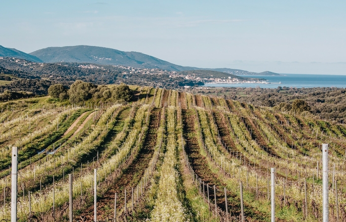 Visita y degustación en Domaine Sant'Armettu 1,00 €