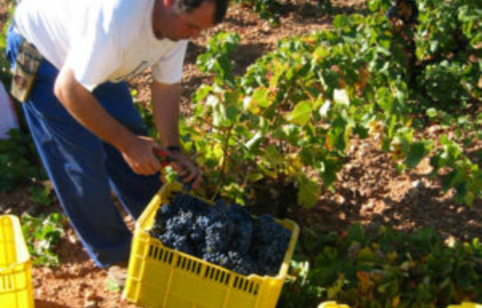 Visita la Finca Bodegas y Visedos Del Jalón 1,00 €