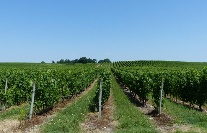 Visita y degustación en el Château Pierre de Montignac 1,00 €