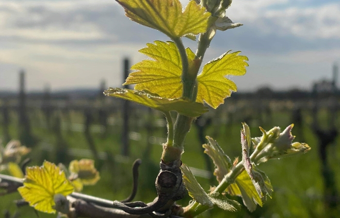 Visita a la finca Hart De La Barrossa 1,00 €