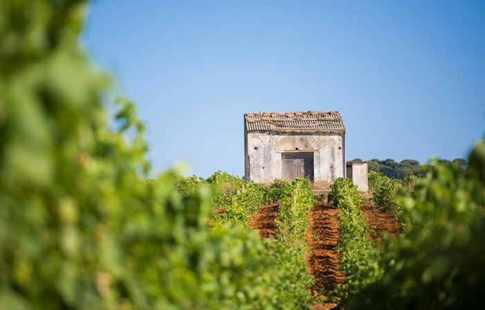 EN SICILIA ENTRE VIÑEDOS Y BODEGA 17,00 €