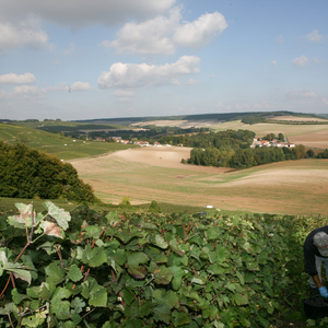 imagen del vino