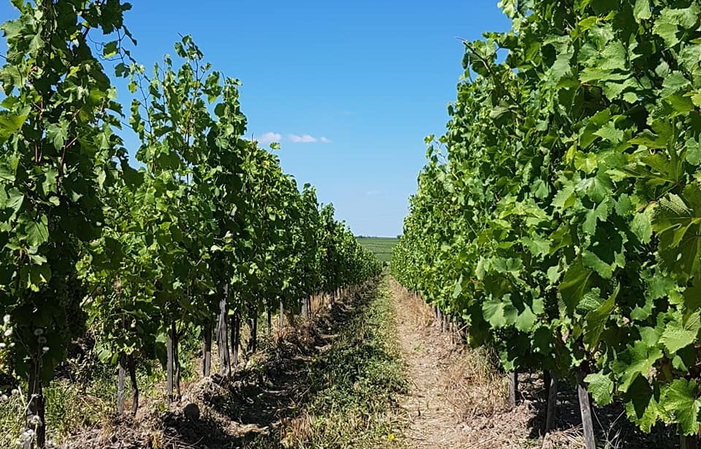 Sélection de la Loire : Domaine Antoine Sanzay Gratuit