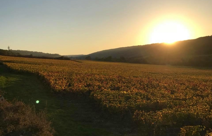 Sélection de Bourgogne : Domaine De Villaine Gratuit