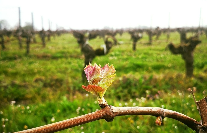 Sélection de Bordeaux : Vins de Château Les Tuileries Gratuit