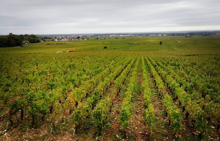 Sélection de Bourgogne Domaine Marchand-Grillot Gratuit