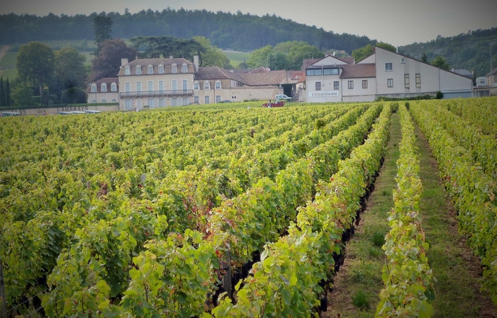 Sélection de Bourgogne : Domaine David Duband Gratuit