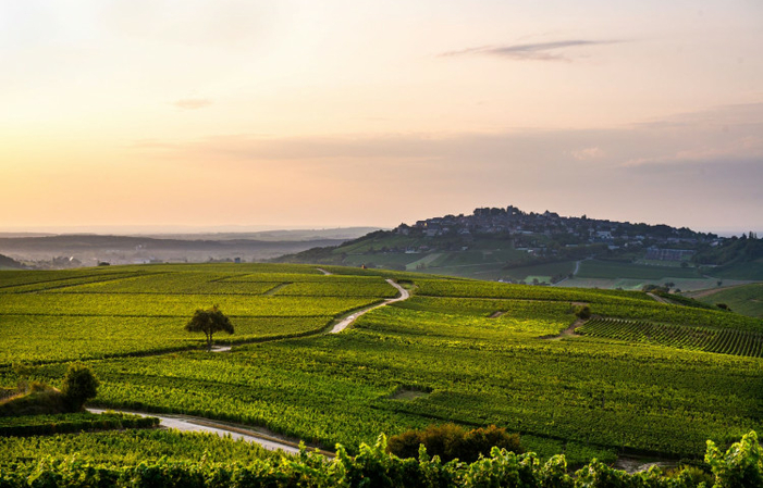 Sélection de Sancerre : Domaine Pascal et Nicolas Reverdy Gratuit