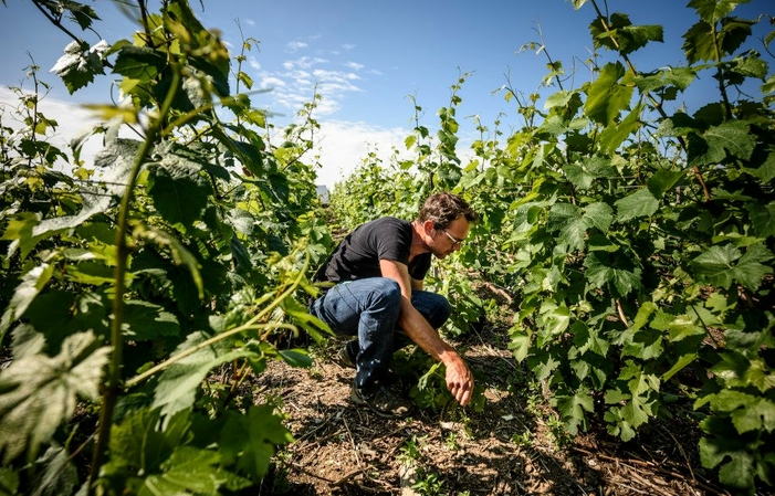 Sélection de Champagne : Champagne Billecart-Saumon Gratuit