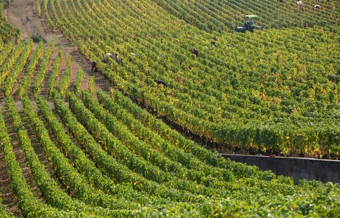 Sélection de Bourgogne : Vins Laurent Ponsot Gratuit