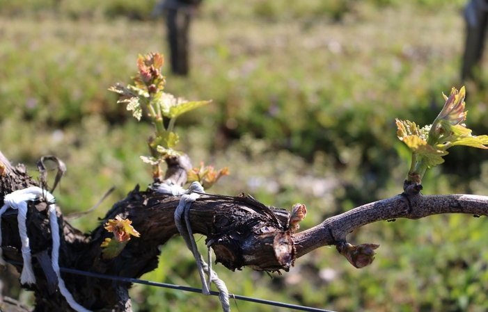 Sélection de Bordeaux : Vins du Château Beaumont Gratuit