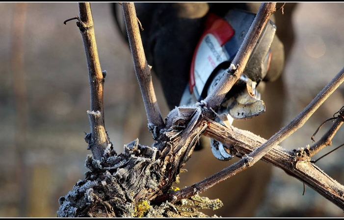 Sélection de Bourgogne Domaine Marchand-Grillot Gratuit