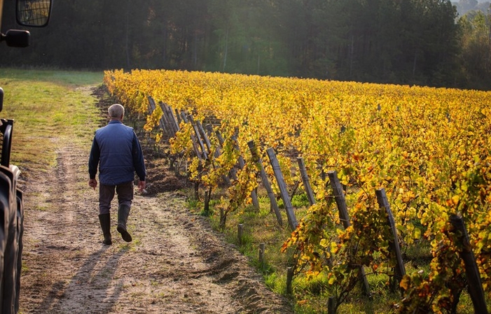 Sélection de Sauternes : Vins château Rieussec Gratuit