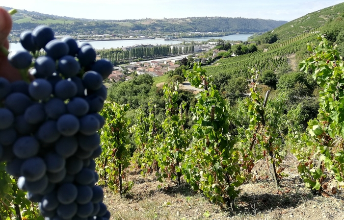 Sélection de Vins du Rhône et du Lyonnais : Maison Clusel-Roch Gratuit