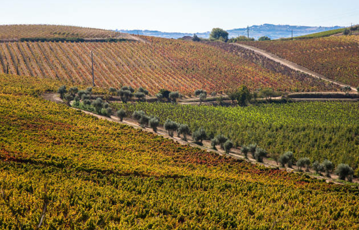 Visite et Dégustation - Quinta De Chocapalha 1,00 €