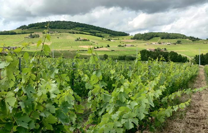 Visite et dégustation au domaine des Roches Bleues 15,00 €