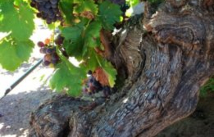 Visite Z Wine en plein coeur de la Barossa Valley 12,00 €
