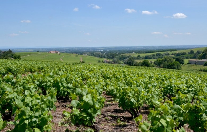 Visite et dégustation domaine du Barvy 6,00 €