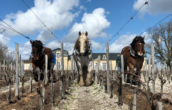 Visite et dégustation château de Rouillac 20,00 €