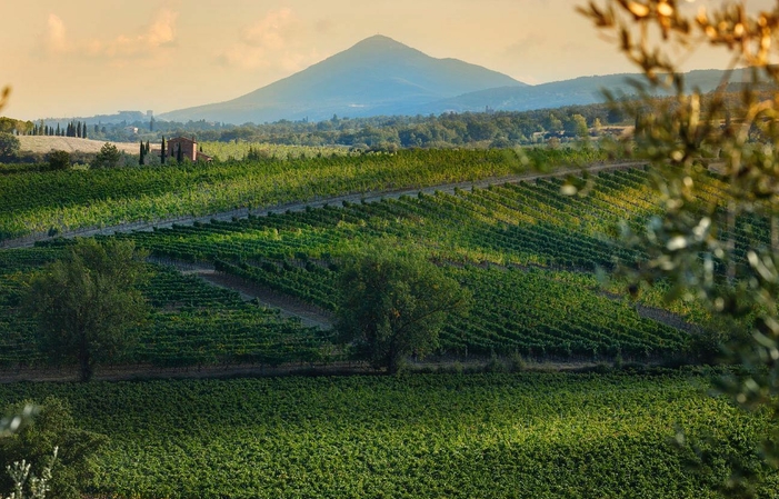 Visite et dégustations du domaine AVIGNONESI 1,00 €