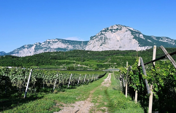 Gastronomie et vins avec Toblino 70,00 €