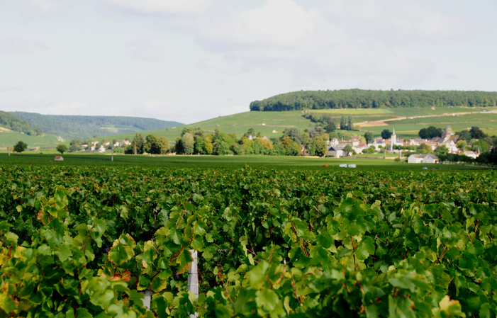 Full Day Côte de Beaune et Côte de Nuits 274,88 CHF