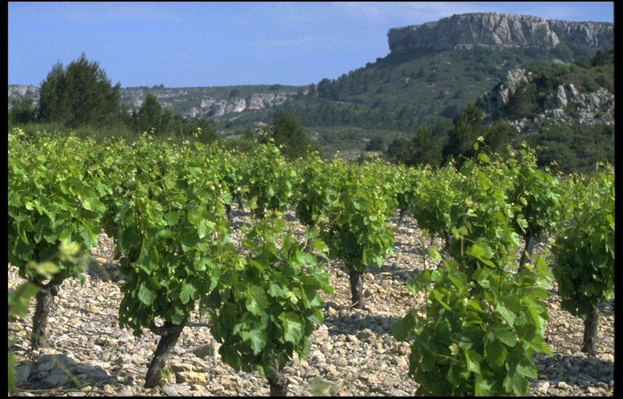 DECOUVERTE GASTRONOMIQUE DES CRUS DU LANGUEDOC 490,00 €