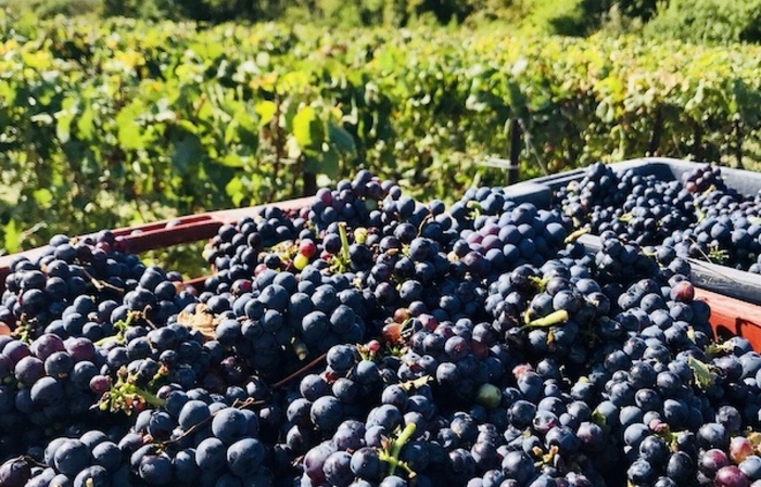 Visite du vignobles en 4x4 et dégustation de Champagne du domaine 30,00 €