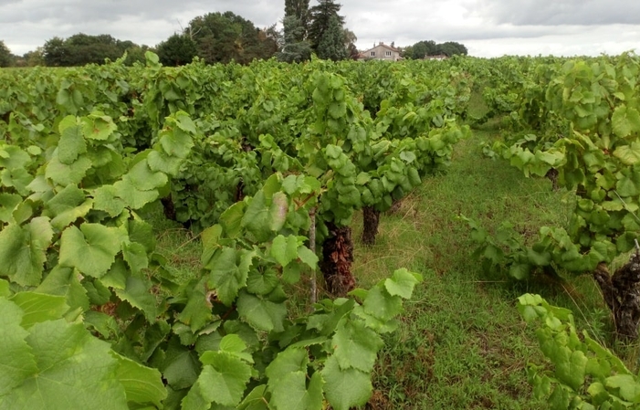 Visite Du Chateau Vignobles Chéneau- Vins Bretons 1,00 €