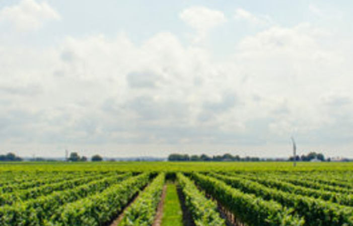 Visite du Domaine et Dégustation 1,00 €